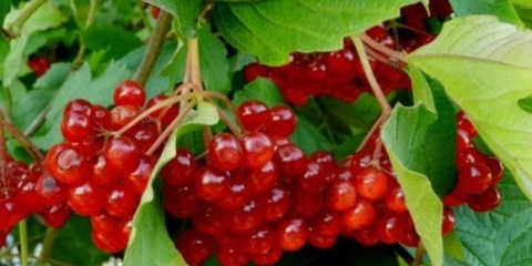 Ljekovita svojstva listova viburnuma i kontraindikacije